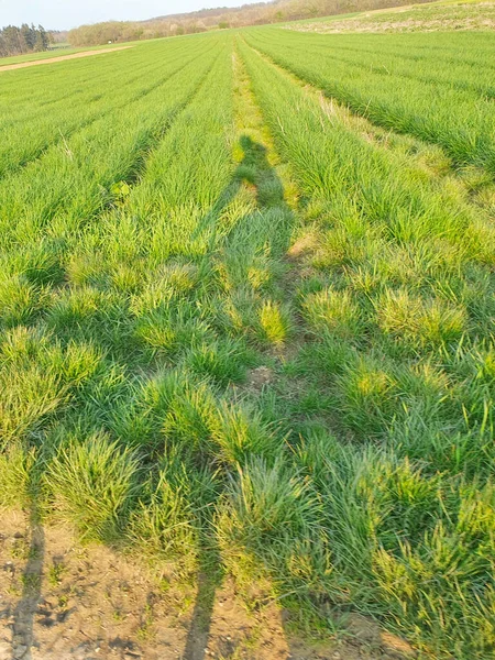 Bicycle Bike driver shadow in a field — Stock Photo, Image