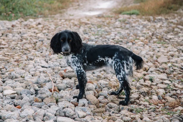 Spaniel Caça Russa Natureza — Fotografia de Stock