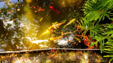 yapay bir su birikintisi içinde yüzmeye goldfish