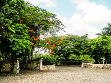 taşlarla tropik bahçeler