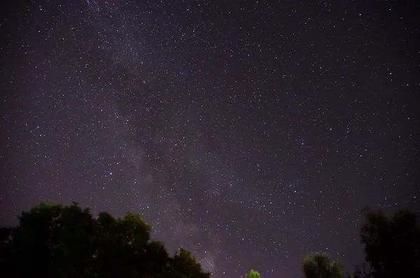 Stjärnhimmel och träd i förgrunden — Stockfoto