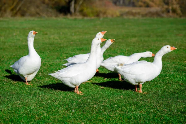 Смешные домашние гуси на зеленой траве — стоковое фото