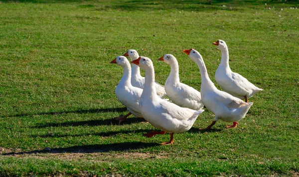 Gansos domésticos engraçados na grama verde — Fotografia de Stock