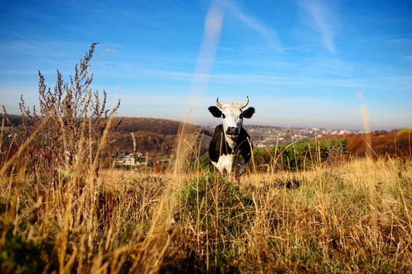 Vaca pastando em uma colina e olha na armação — Fotografia de Stock