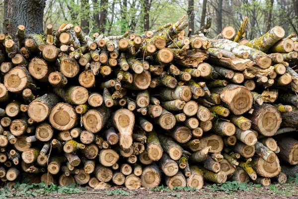 Troncos de madera de pino en bosque — Foto de Stock
