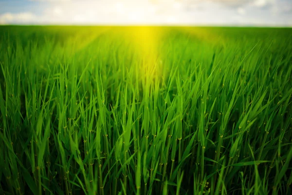 Зелена трава, великим планом — стокове фото