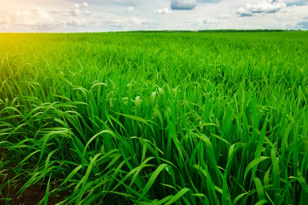 Зелена трава, великим планом — стокове фото