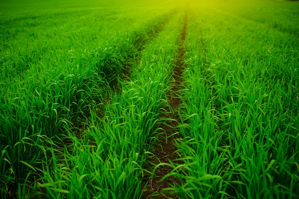 Green grass, close-up — Stock Photo, Image