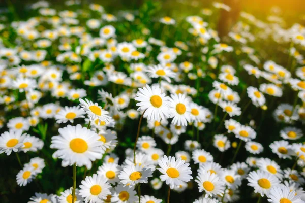 Άγριο χαμομήλι λουλούδια σε ένα πεδίο σε μια ηλιόλουστη ημέρα. μικρό βάθος — Φωτογραφία Αρχείου