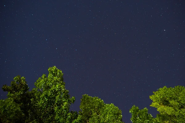Ağaçlar yakınındaki yıldızlı gökyüzü — Stok fotoğraf