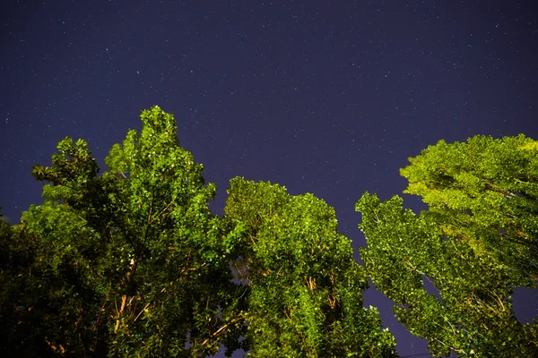 Ciel étoilé près des arbres — Photo