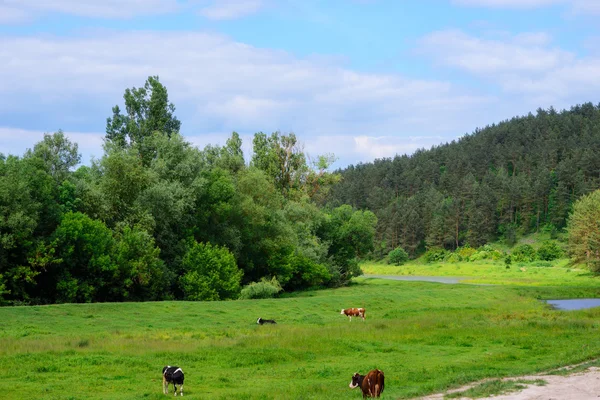 Луг, полный одуванчиков с выпасом коров и телят — стоковое фото