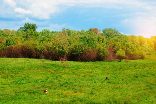 草地上满蒲公英的放牧奶牛和小牛犊 — 图库照片