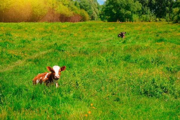 Молодой теленок в траве — стоковое фото