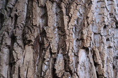 Ağaç kabuğu dokusu