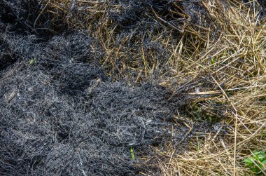 Tarlada yanmış saman.