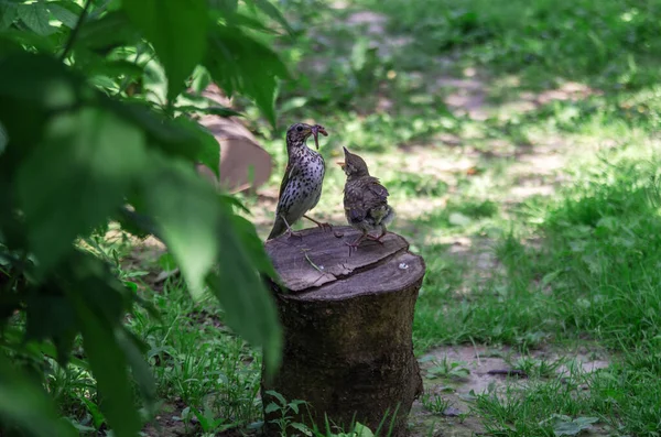 Wild bird. Mother bird feeds her hungry chick