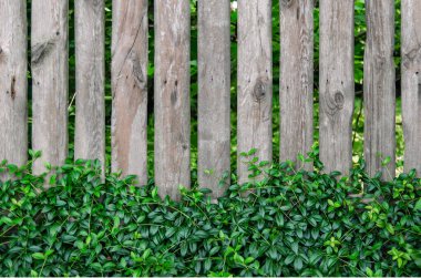 Yeşillik ve yıllanmış ahşap çitler. Arkaplan