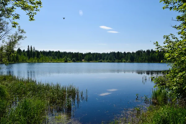 Lesní jezero v letním slunci — Stock fotografie