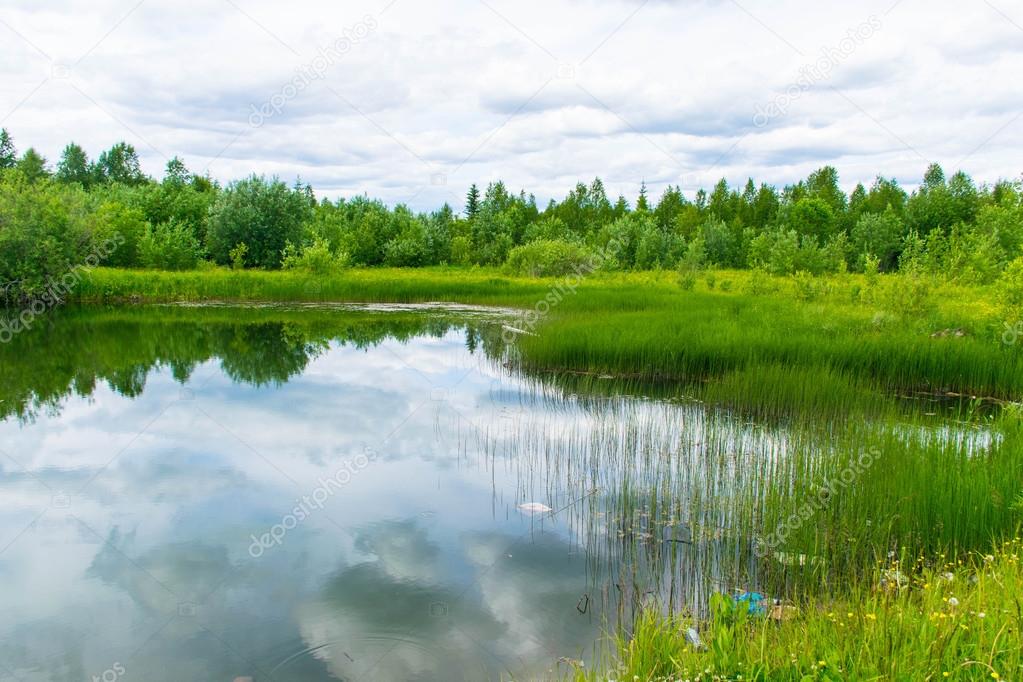 Lake in the summer sun