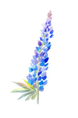 Blue lupine watercolor clipart