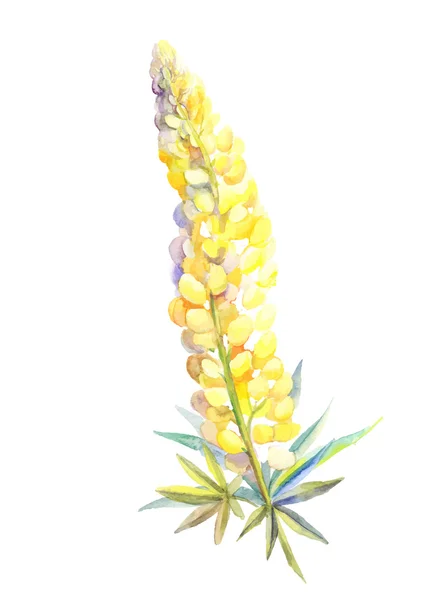 Aquarelle jaune lupin — Image vectorielle
