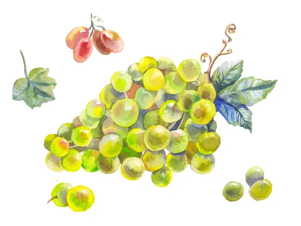 Набір винограду акварельний — стоковий вектор