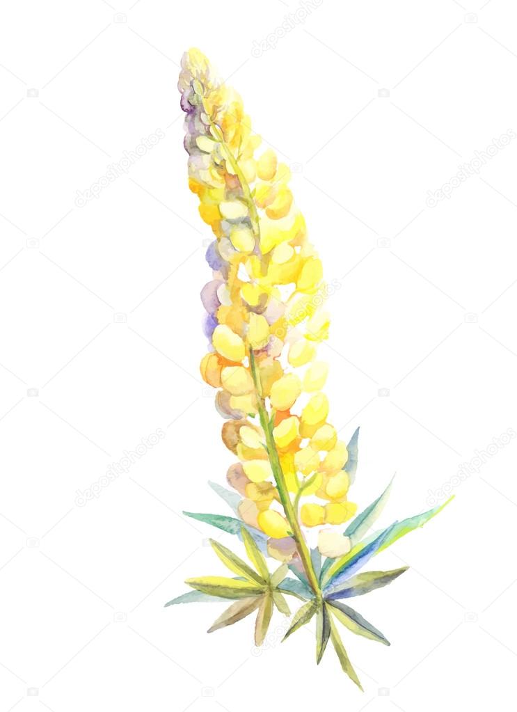 yellow lupine watercolor
