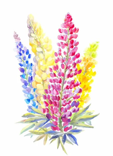 Bouquet of lupine  in watercolor — Stock Vector