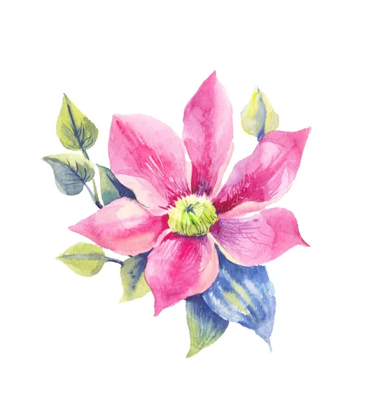 Clematis, tropical flower in watercolor — Stock Photo, Image