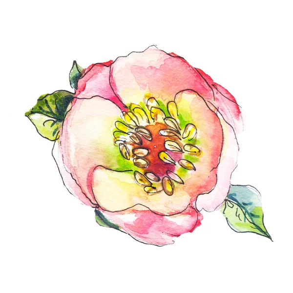 Dibujo de acuarela dibujado a mano de rosa mosqueta . — Foto de Stock