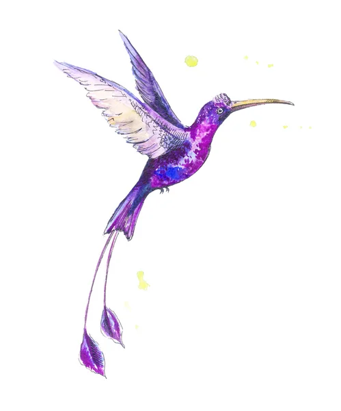 Trópusi lila madár, akvarell — Stock Fotó