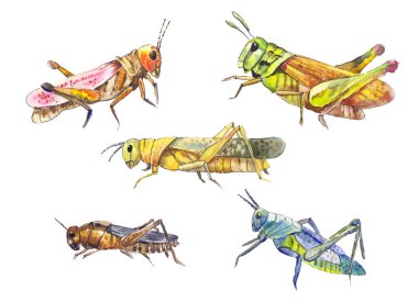 Locust küme. Elle çizilmiş locust beyaz izole. Böcekler kümesi 