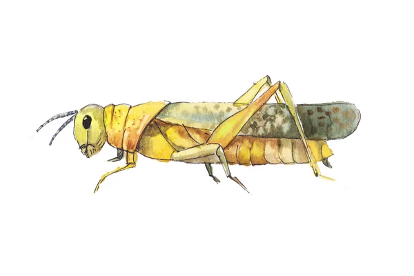 메뚜기 밑그림입니다. 메뚜기의 핸드 drwan 수채화 스케치. — 스톡 사진
