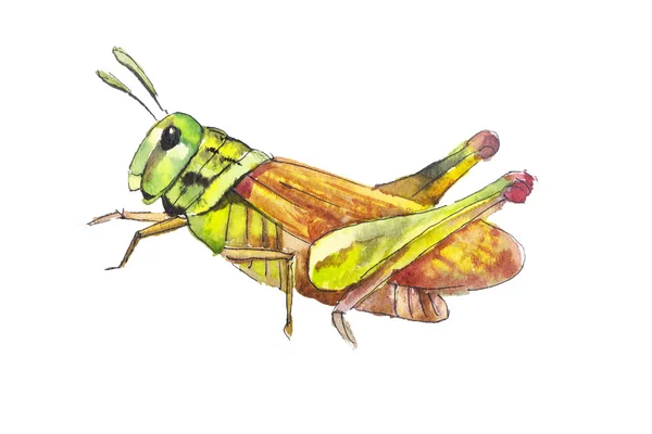 Grasshoppers watercolor  set. — Stock Photo, Image