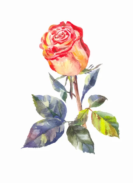 Vector orange rose in watercolor — Stock Vector
