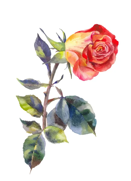 Rose orange en aquarelle. Une rose rouge isolée sur blanc. Costume pour invitation, carte postale, conception de mariage . — Image vectorielle