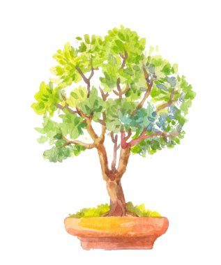 Bonsai illüstrasyon. Bonsai suluboya çizimi. Yeşim bitkisi