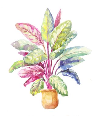 Saksılı bitki üzerinde beyaz bir adam izole Calathea makoyana