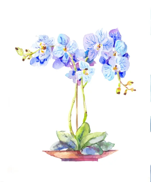 Orquídea azul em aquarela. Orquídea em vaso — Vetor de Stock