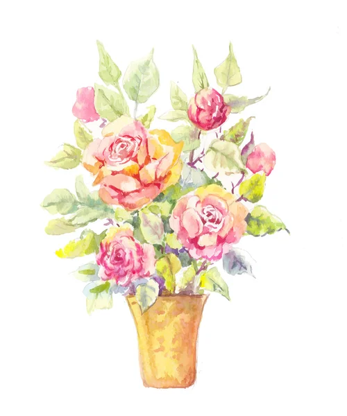 Rose krukväxt illustration. Krukväxt rose i akvarell. Skiss av b — Stock vektor