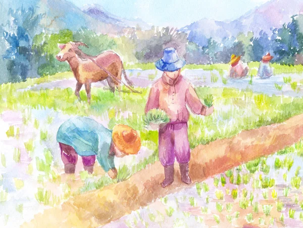 Lidé, pěstování rýže v rýžových polí. Akvarel, ruční — Stock fotografie