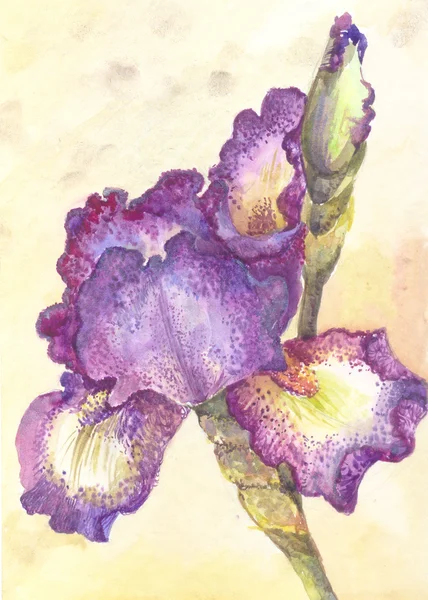 Violette Iris in Aquarell. eine Blume auf gelbem Hintergrund. — Stockfoto