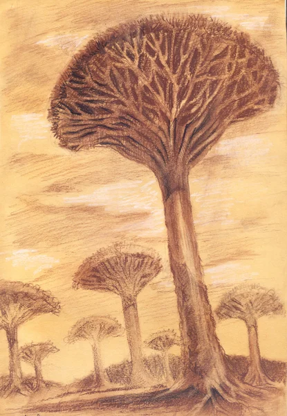 Arbres rares exotiques. Croquis dessiné à la main du baobab . — Photo