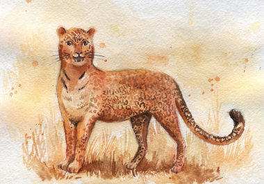 watercolor hand drawing leopard