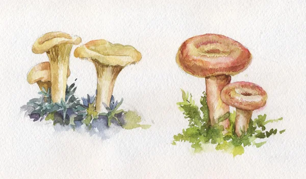 Watercolor illustration with mushrooms: chanterelles and coral m — Stockfoto