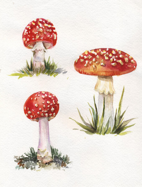 hand drawn illustration of watercolor amanitas
