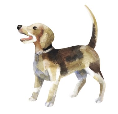 suluboya köpek kabuk