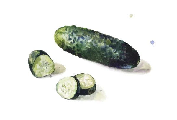 Geïsoleerde komkommer in aquarellen op witte achtergrond. — Stockvector