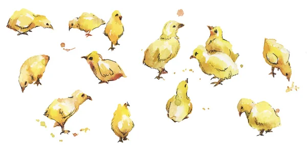 组的水彩鸟只鸡宝宝 — 图库矢量图片